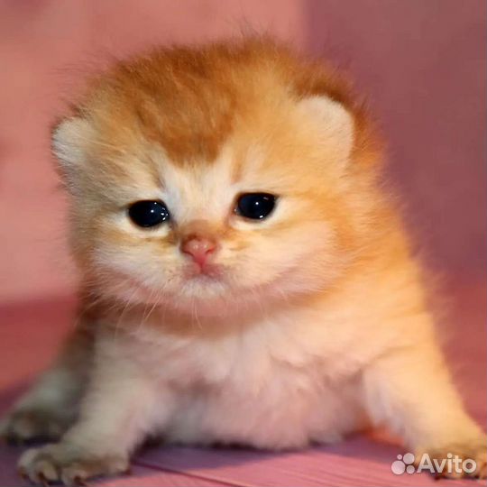 Мальчики золотые британские шиншиллы