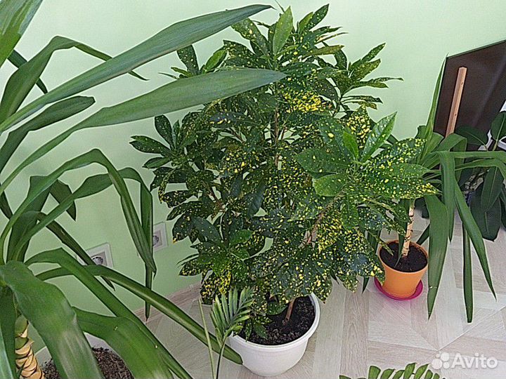 Кротон кодиеум