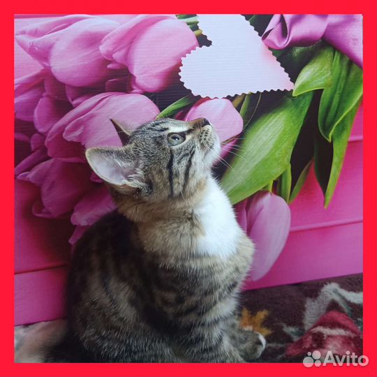 Идеальный котенок в дар