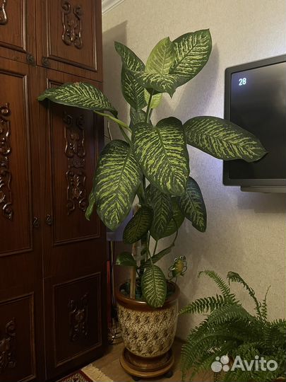 Диффенбахия