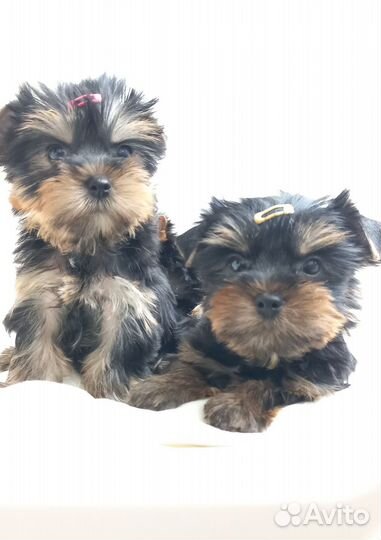 Йоркширский терьер