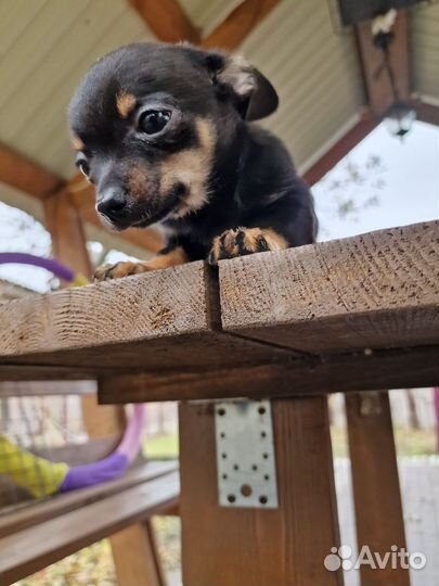 Продам щенков той-терьера