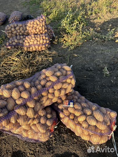 Продается картофель сорт Анна