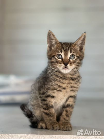 Котенок Чаузи девочка