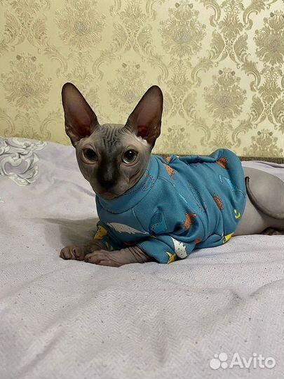 Донской сфинкс вязка