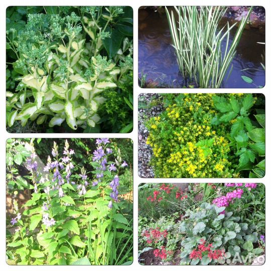 Многолетники