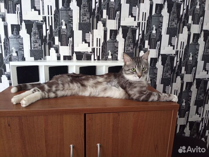 Котик в добрые руки