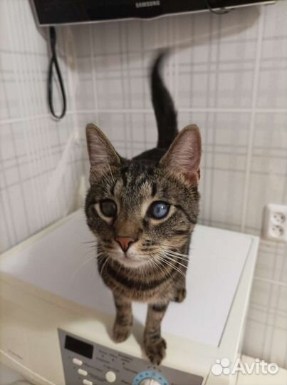 Котик Оскар. 10 месяцев. Забери меня домой