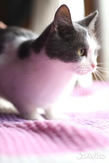 Степка ищет семью