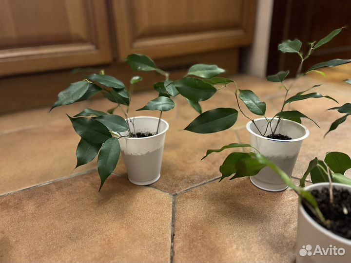 Фикус бенджамина