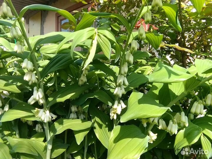 Купена многоцветковая,молочай кипарисовый