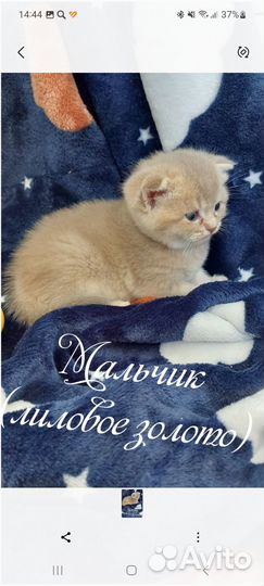 Шотландские котята