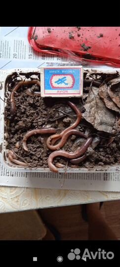 Выползки. Черви