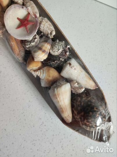 Набор ракушек для аквариума или декора