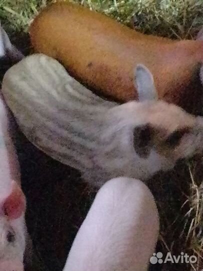 Продам кабанчиков на племя