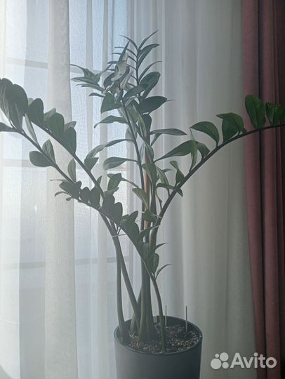 Замиокулькас