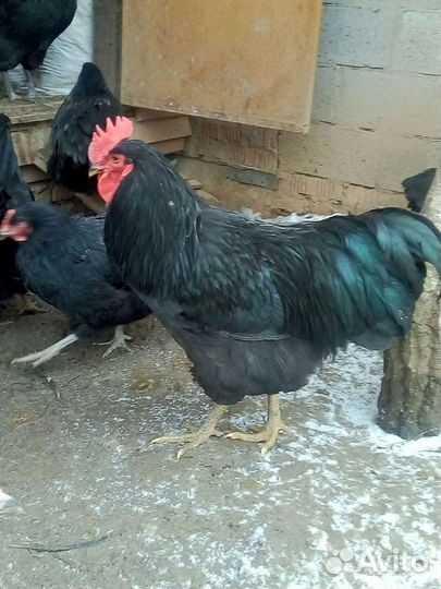 Куры породы Джерсийский гигант