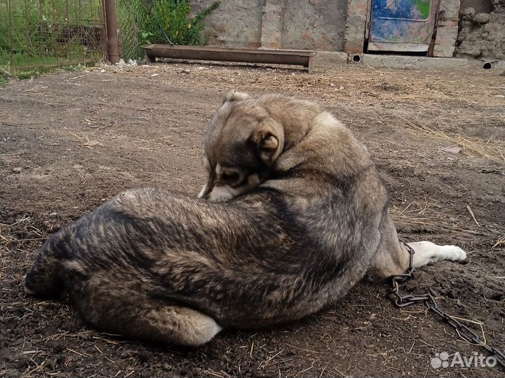 Среднеазиатская овчарка