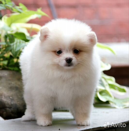 Щенок померанского шпица девочка