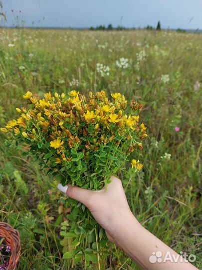 Травы и ягоды для чая сухие и свежие натур.продукт