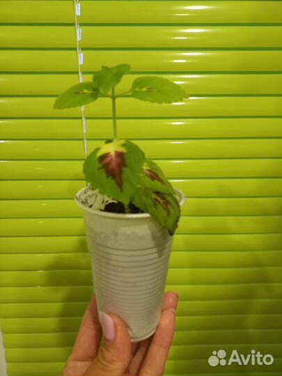 Колеус (крапивка)