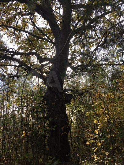 Участок 6 сот. (СНТ, ДНП)