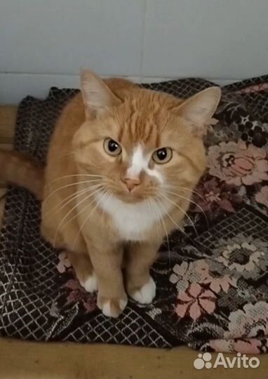 Кот в приюте