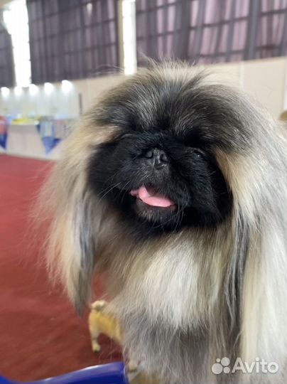 Вязка пекинес