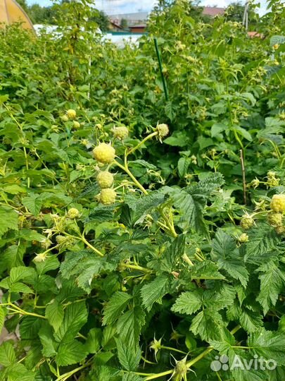 Сажанцы жёлтой малины