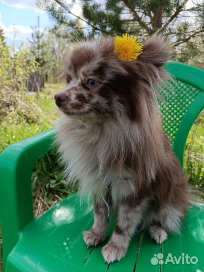 Выгул собак и кошек, передержка и няня