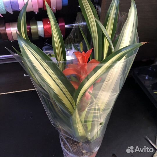 Гузмания комнатные цветы