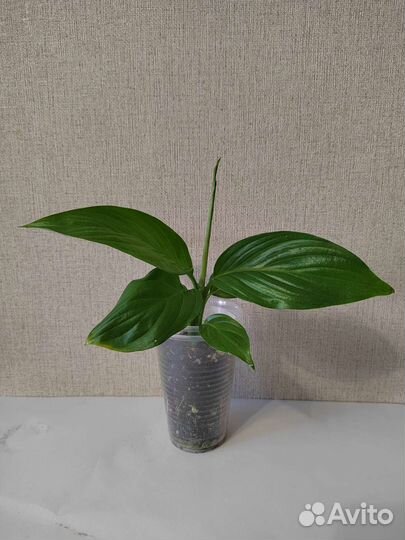 Спатифиллум Алана