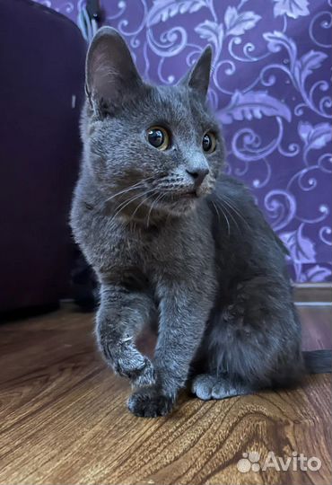 Котенок бесплатно