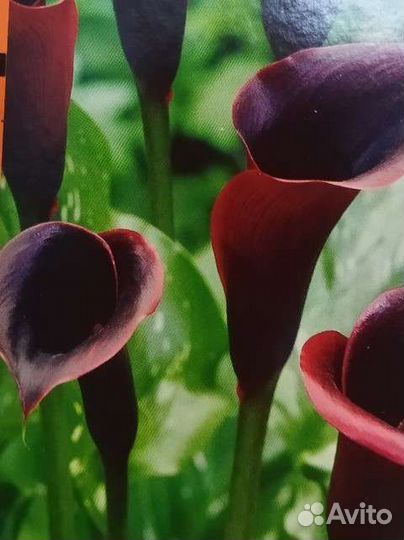 Каллы исмена