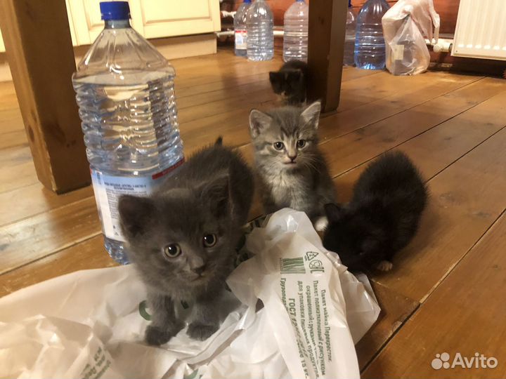 Котята в добрые руки даром