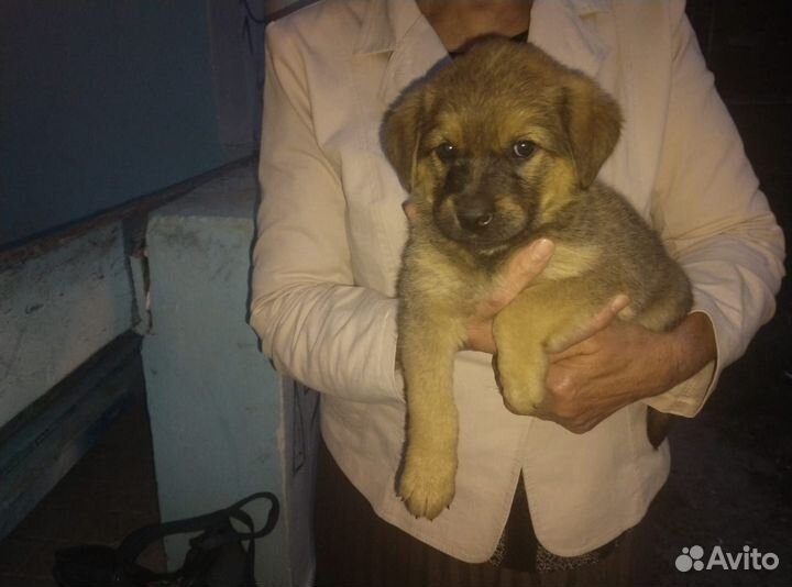 Щенок девочка в добрые руки