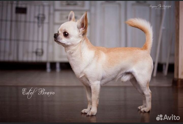 Кобель на вязку