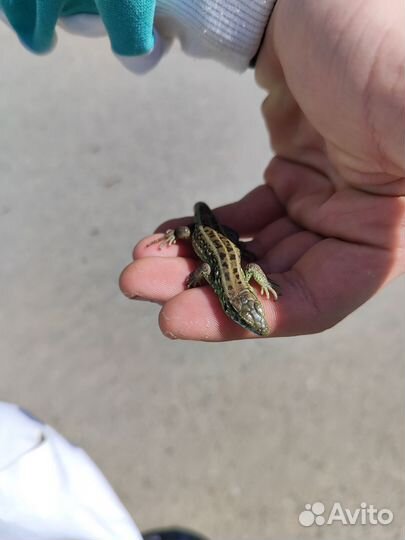 Продам ящерицу