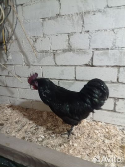 Молодые петухи Ухейилюй и Лакеданзи