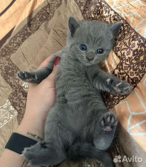 Продаются красивые котята