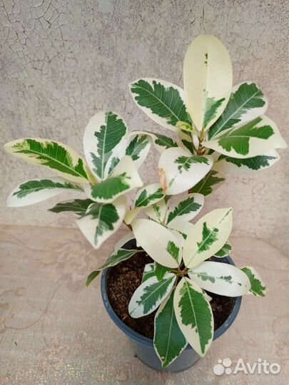 Фикус микрокарпа Альба