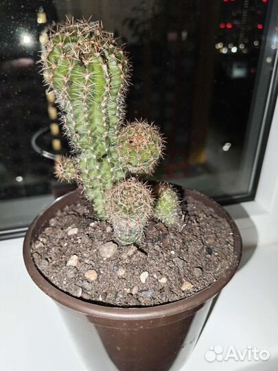 Кактусы суккуленты