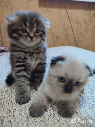 Шотландская кошка