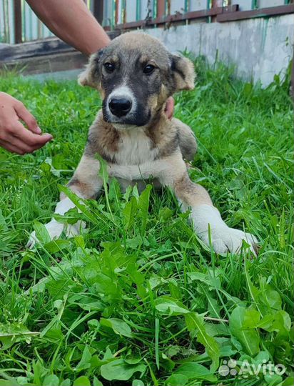 Кавказская овчарка. Торг