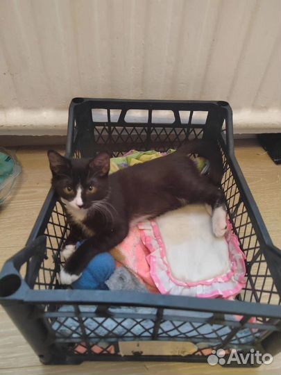 Котенок 3 месяца