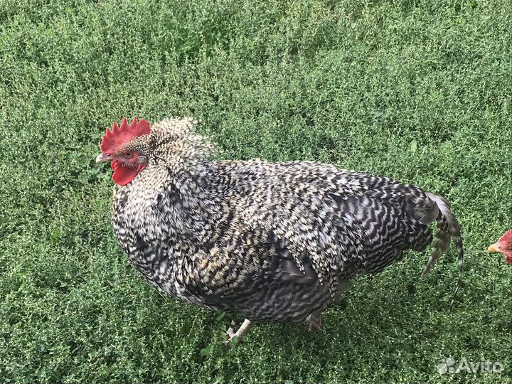 Петухи. Серебристый кукушечный маран