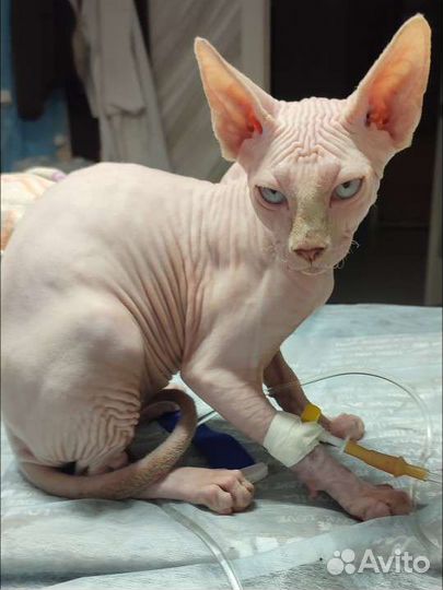 Ветеринарный врач на дом