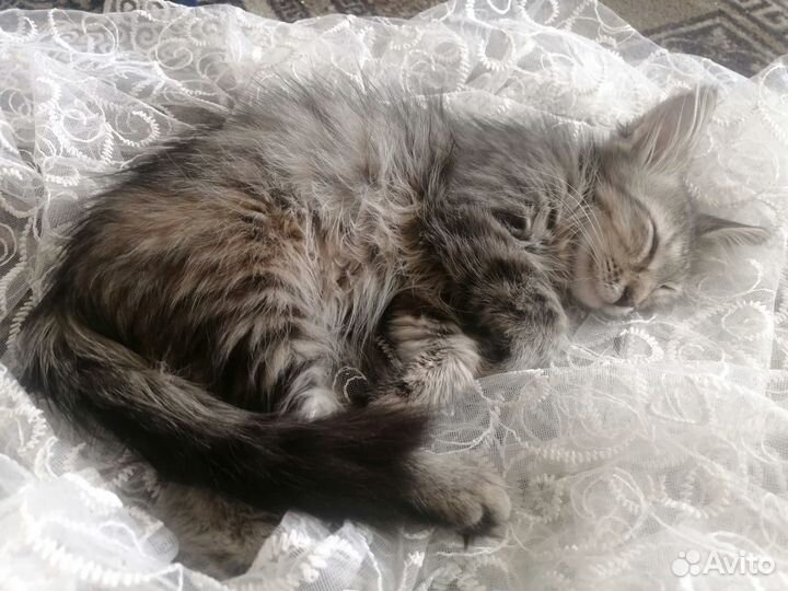 Котята мейн-кун