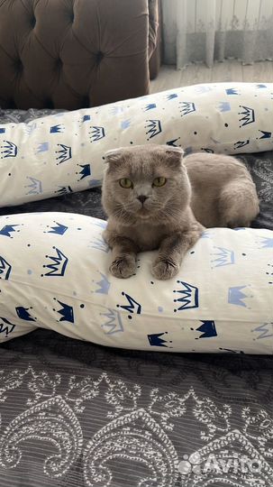 Британский вислоухий кот