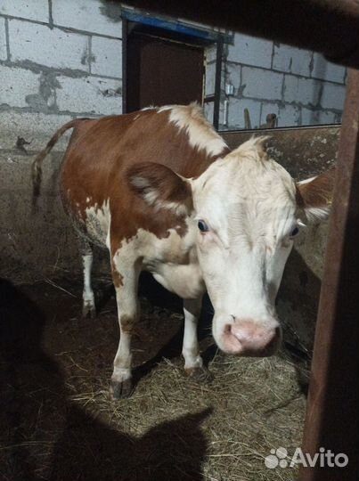 Телки стельные